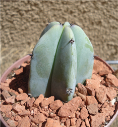 Blue Candle Cactus-Myrtillocactus Geometrizans