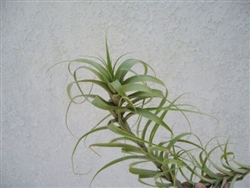 Tillandsia Latifolia Caulescent Form