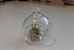 Mini 2" Glass  Plant Orb/Terrarium