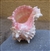 3.5-4" Pink Murex Shell