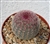 Rainbow Hedgehog Cactus-Echinocereus Rigidissimus v Rubrispinus