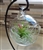Hanging Plant Terrarium with Stand and Plants