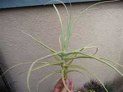 XL Tillandsia Arhiza Giant Form 12"+