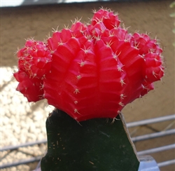 Red Moon Cactus Gymnocalycium Mihanovichii