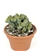 Myrtillocactus Geometrizans v Crested Elite Blue Cactus in 8" Pot