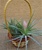 2" Basket Basket w/ Handle Perfect for Air Plants