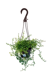 Large String of Dolphins Succulents in Hanging Basket Senecio Peregrinus