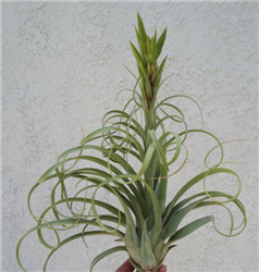 XL Tillandsia Streptophylla x Novakii RARE Air Plants
