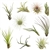Air Plants Tillandsia Collection of 10 Easy Houseplants for Beginners