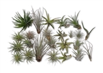 24 Pack Tillandsia Assortment Air Plants