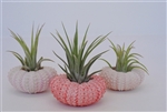 3 Pack Air Plant and Pink Urchin Kit