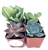Succulent Plants Collection of 4 Live Fully Rooted Succulent Plants in Pots with Soil.  FREE SHIPPING