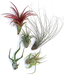 5 Large Assorted Tillandsia Collection Air Plants