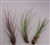 5 Pack Tillandsia Juncea Red-Green Wholesale Air Plants