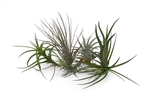 6 Pack Assorted Tillandsia 3-6" Perfect Airplants for Orbs