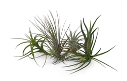 6 Pack Assorted Tillandsia 3-6" Perfect Airplants for Orbs