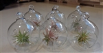 6 Pack Mini 2" Glass Plant Orb/Terrariums with Air Plants