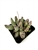 Plover Eggs Succulent Adromischus Festivus