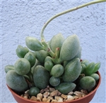 Adromischus Oviforme