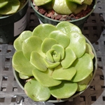 Aeonium Lily Pad Large