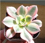 Aeonium Sunburst