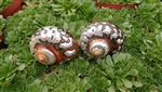 Large Polished African Turbo 2.5"-3"