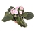 Pink African Violet Saintpaulia Ionantha, 4" Po