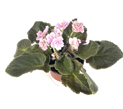 Pink African Violet Saintpaulia Ionantha, 4" Po