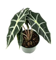 Alocasia 'Polly' African Mask Houseplant, 4" Pot