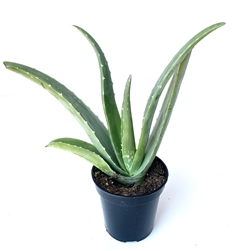 Aloe Vera-Aloe Barbadensis