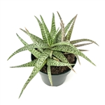 Aloe White Beauty