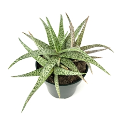 Aloe White Beauty
