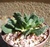 Giant Jewel Succulent-Aloinopsis Malherbei
