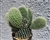 Angel Wings Cactus-Opuntia Microdasys