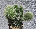 Angel Wings Cactus-Opuntia Microdasys