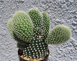Angel Wings Cactus-Opuntia Microdasys
