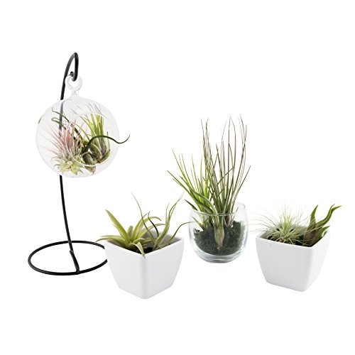 Terrarium Plants Set - 5 Air Plants 