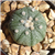 Sea Urchin Cactus Astrophytum Asterias