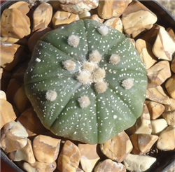 Sea Urchin Cactus Astrophytum Asterias