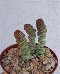 Baby Necklace Succulent-Crassula Marnieriana x Perforata