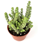 Baby Necklace Succulent