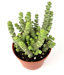 Baby Necklace Succulent