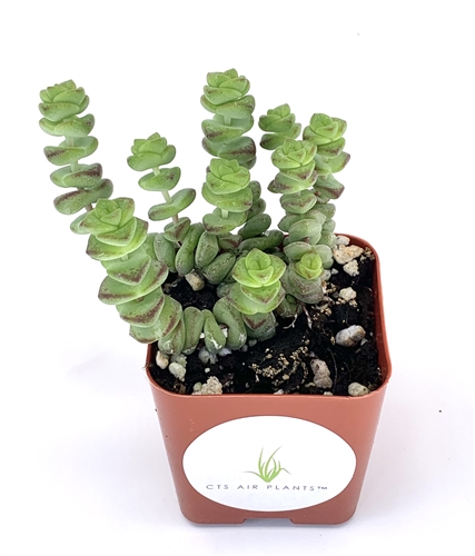 Crassula Baby Necklace | Grow and Care Guide