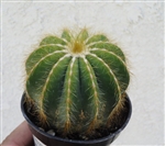 Balloon Cactus-Notocactus Magnificus