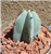 Blue Candle Cactus-Myrtillocactus Geometrizans