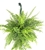 Boston Fern Nephrolepis Exaltata, 6" Hanging Pot