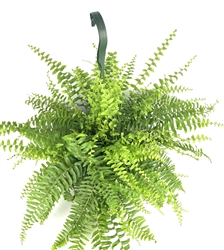 Boston Fern Nephrolepis Exaltata, 6" Hanging Pot