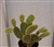 Bunny Ear Cactus-Opuntia Microdasys