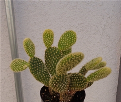 Bunny Ear Cactus-Opuntia Microdasys
