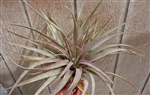 Xl Tillandsia Capitata Yellow